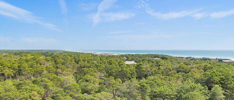 A dense forest with a clear view of the coastline and beach in the distance.