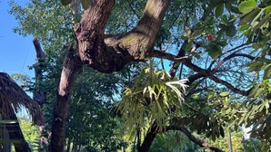 Un terrazzo in legno con due sedie, una piscina e vegetazione rigogliosa.