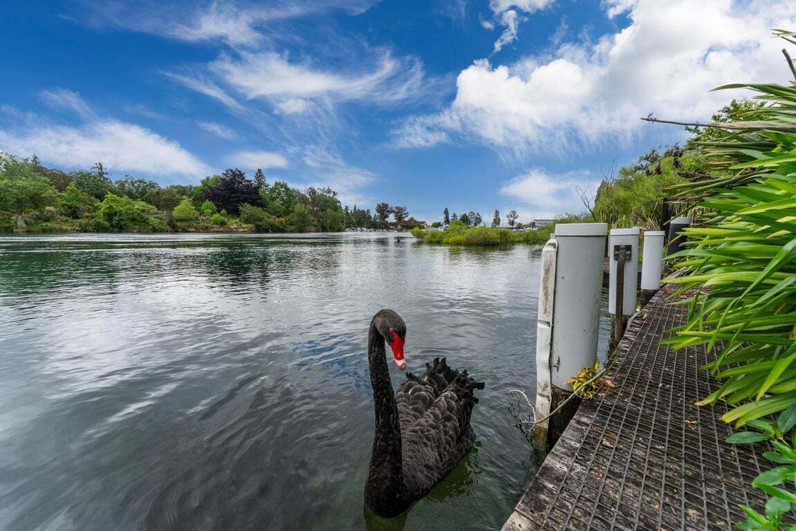 A swan swimming in a calm body of water near a dock with greenery and trees in the background.