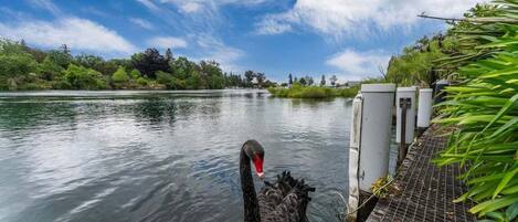 A swan swimming in a calm body of water near a dock with greenery and trees in the background.