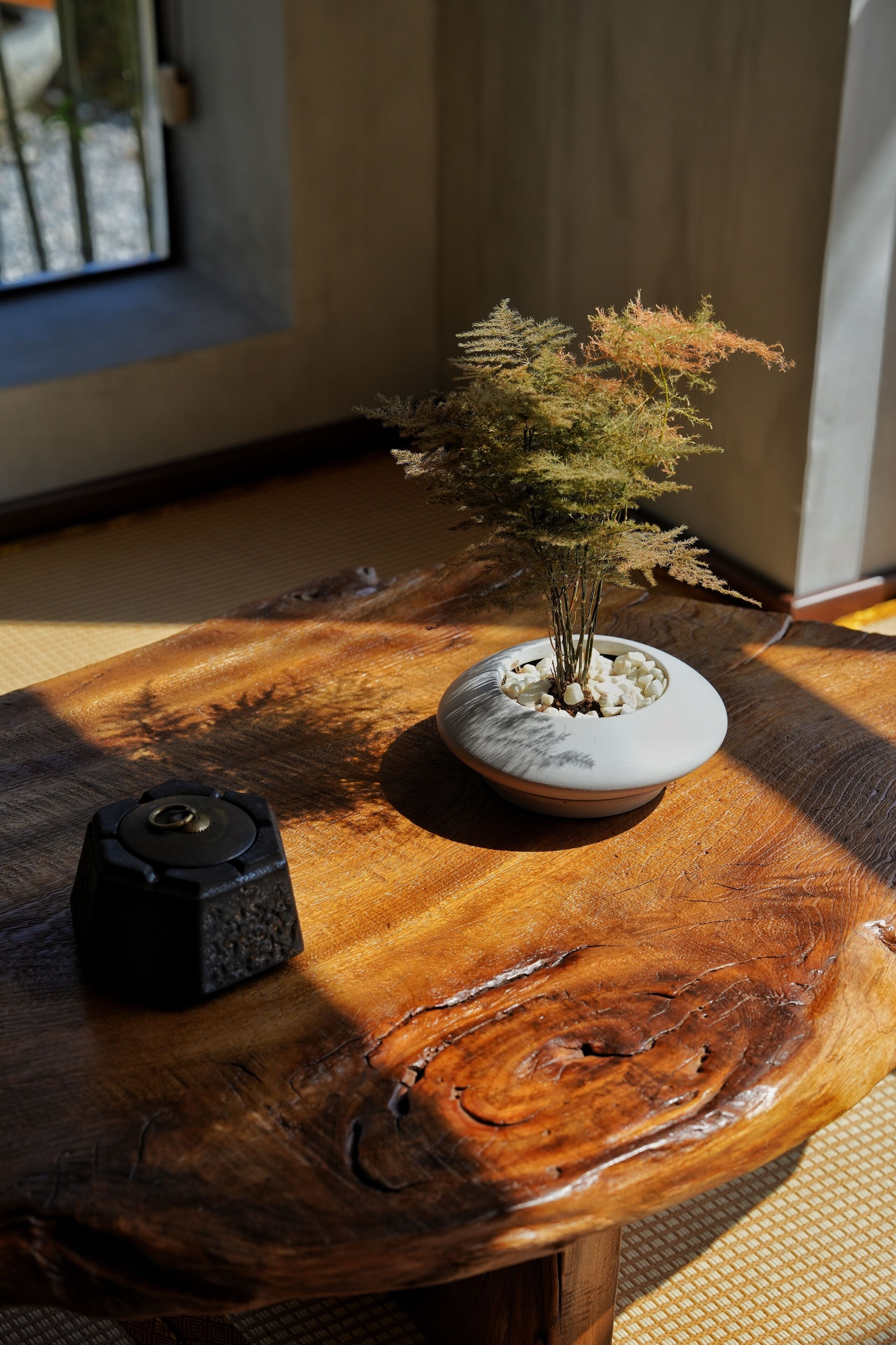 A small bonsai tree in a white pot on a wooden table.