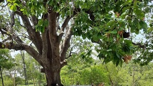A park with a large tree, benches, and a paved walkway. - Indraprasth Heritage Resort (Gogunda)