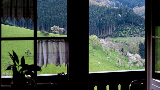 Quarto com vista para uma paisagem verde através de uma janela, uma planta em vaso em primeiro plano e uma cortina cobrindo parcialmente a janela.