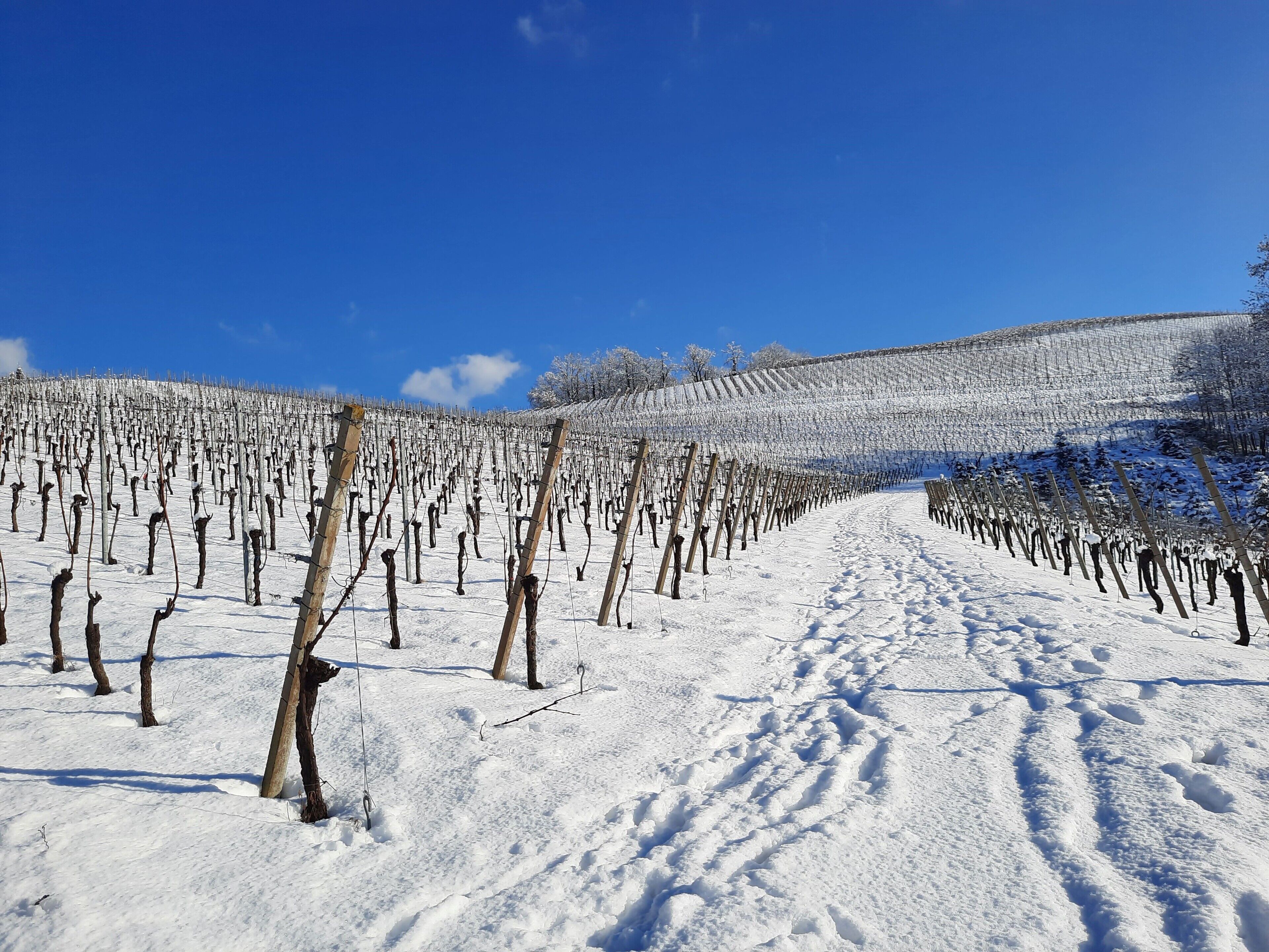 A vineyard with rows of grapevines in a snowy landscape.