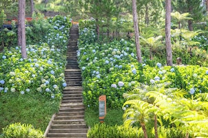 Una escalera rodeada de abundante vegetación y flores de hortensia.