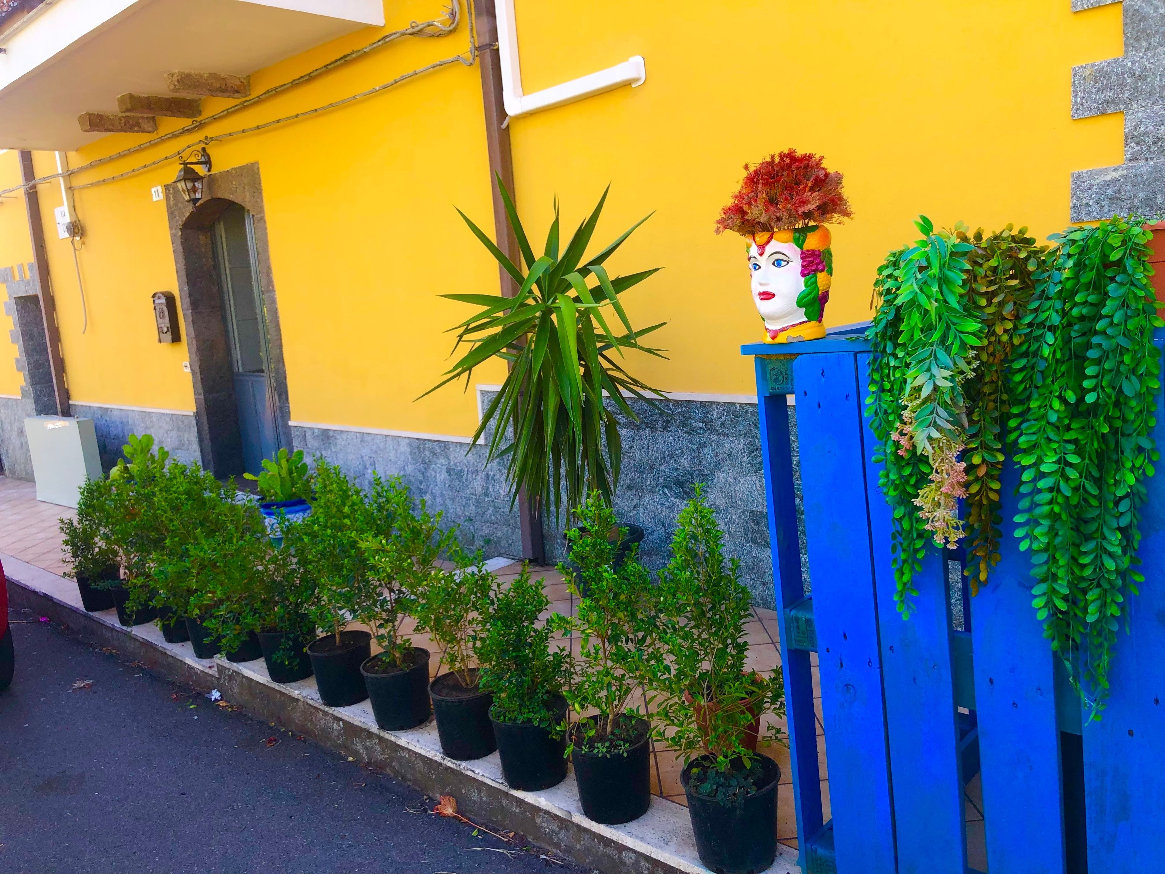 Uma fileira de vasos com plantas ao longo de uma calçada, uma cerca azul e um edifício amarelo com porta e janela.