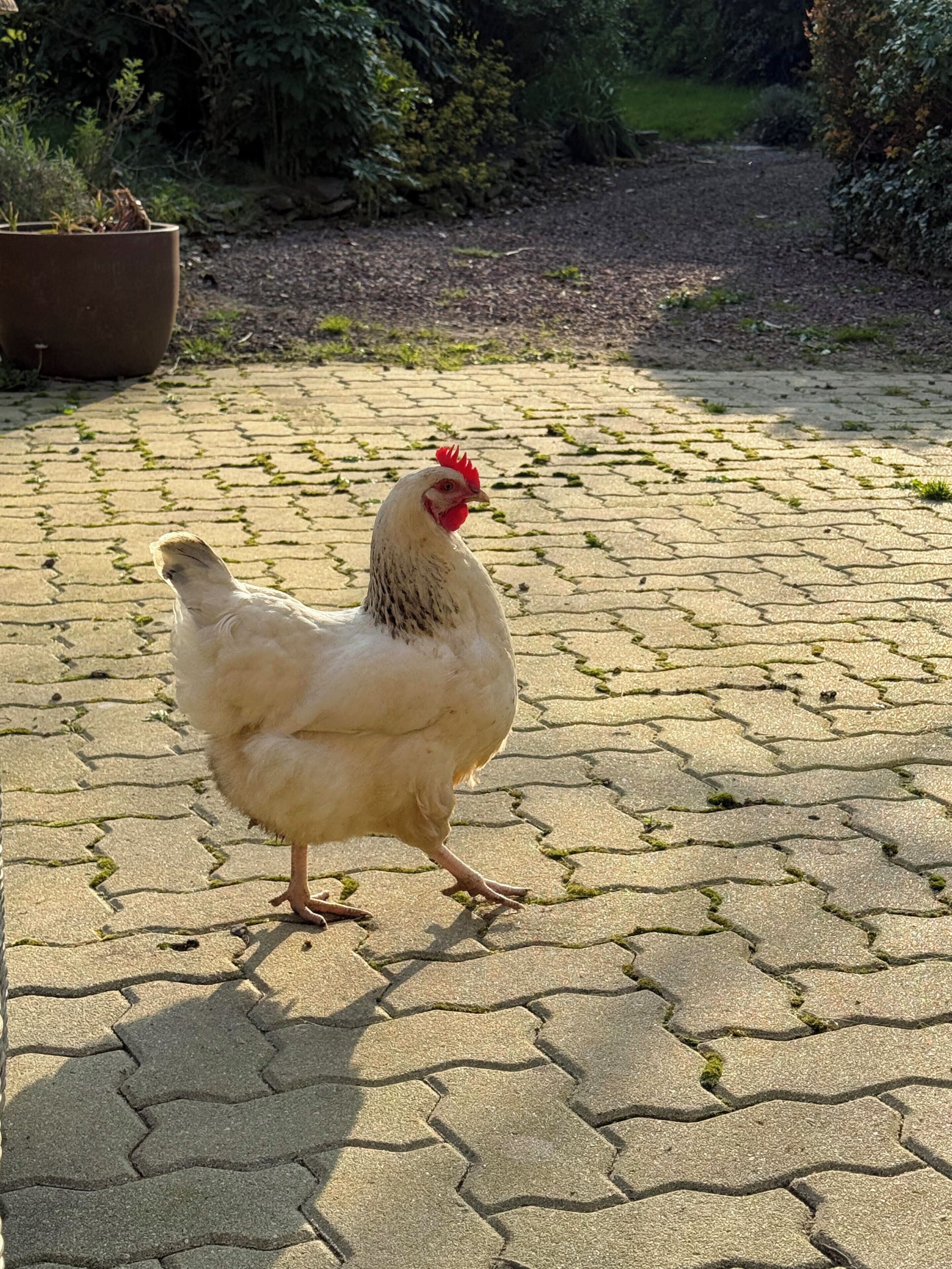Ein Huhn auf einer gepflasterten Terrasse.