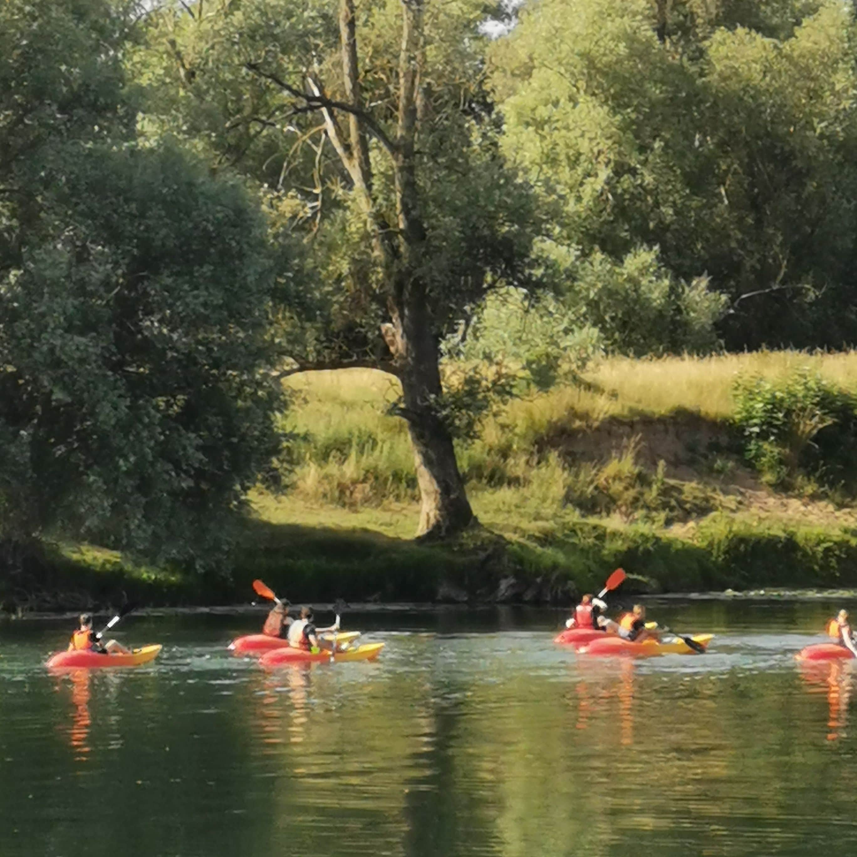 A group of kayakers on a calm river surrounded by dense greenery.