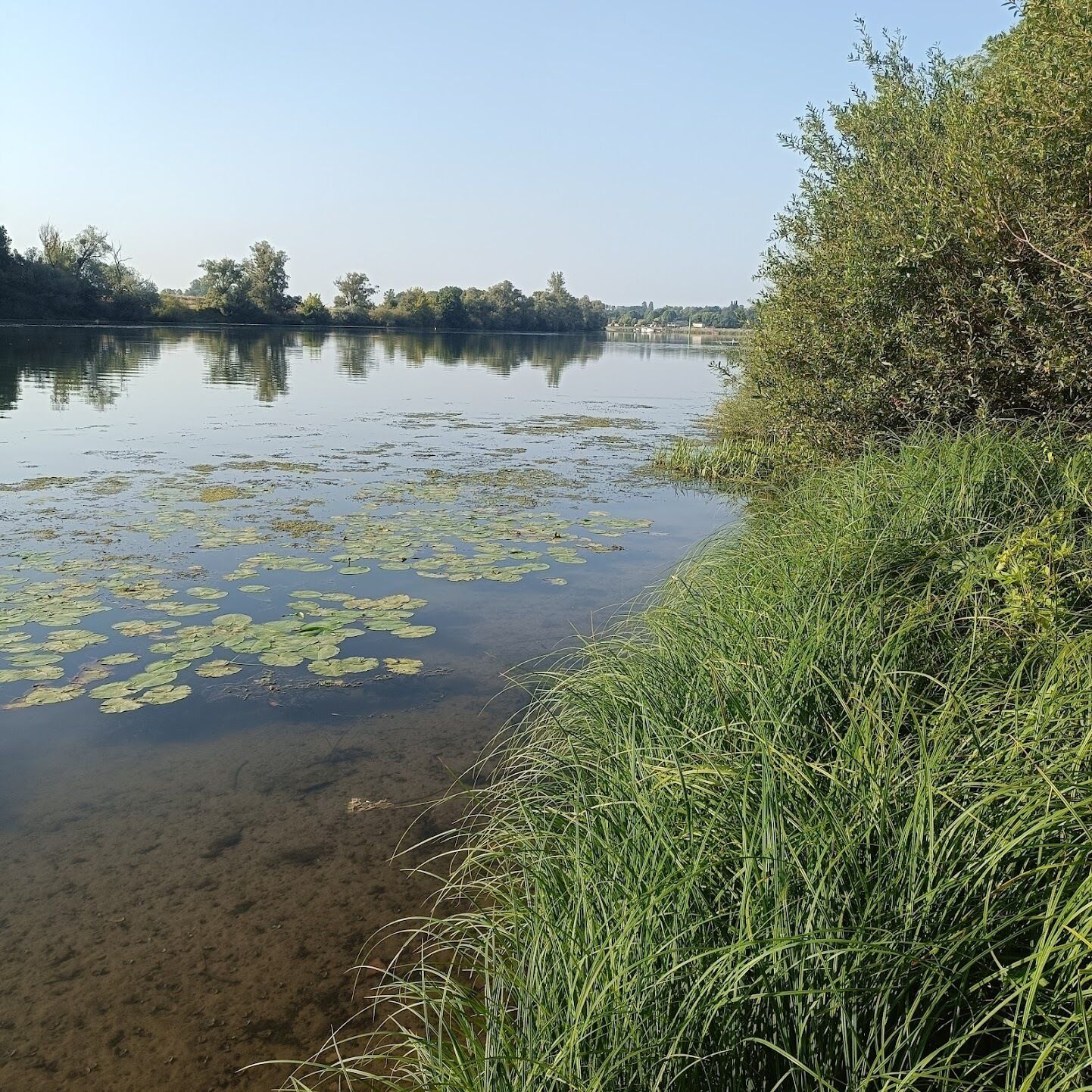 A calm lake with lily pads, surrounded by dense greenery and trees.