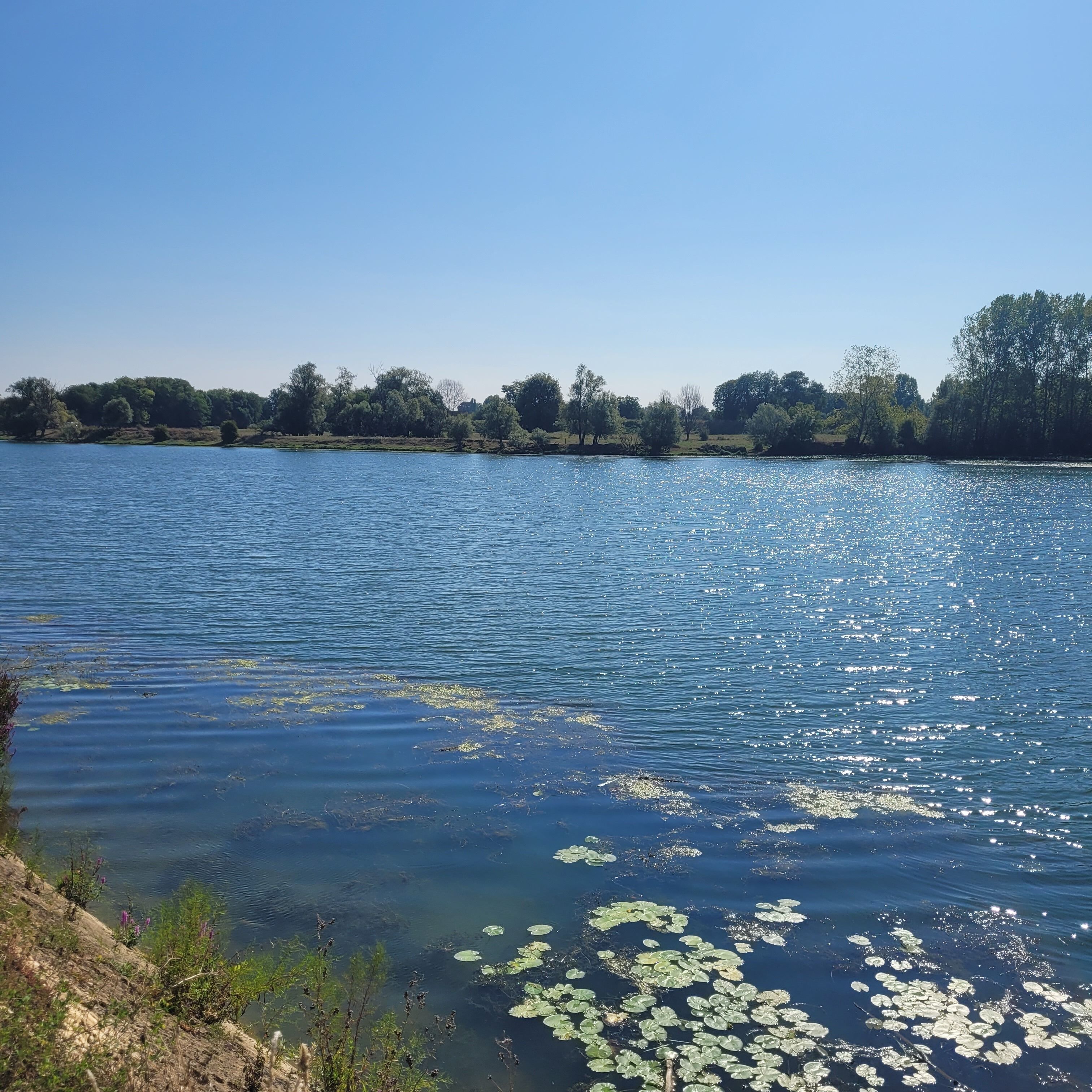 A calm lake with lily pads and trees in the background.