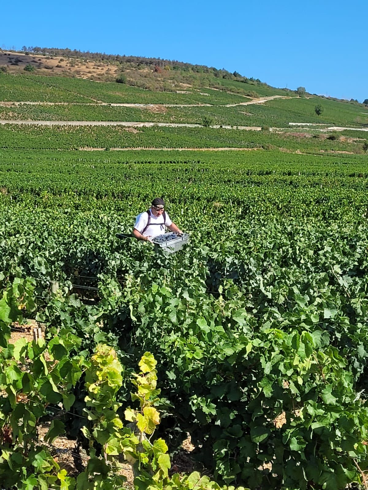 A person harvesting crops in a field with a hilly landscape in the background.