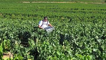 A person harvesting crops in a field with a hilly landscape in the background.