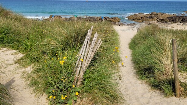 Un sentiero sabbioso che costeggia l'erba e fiori gialli, conduce verso l'oceano.