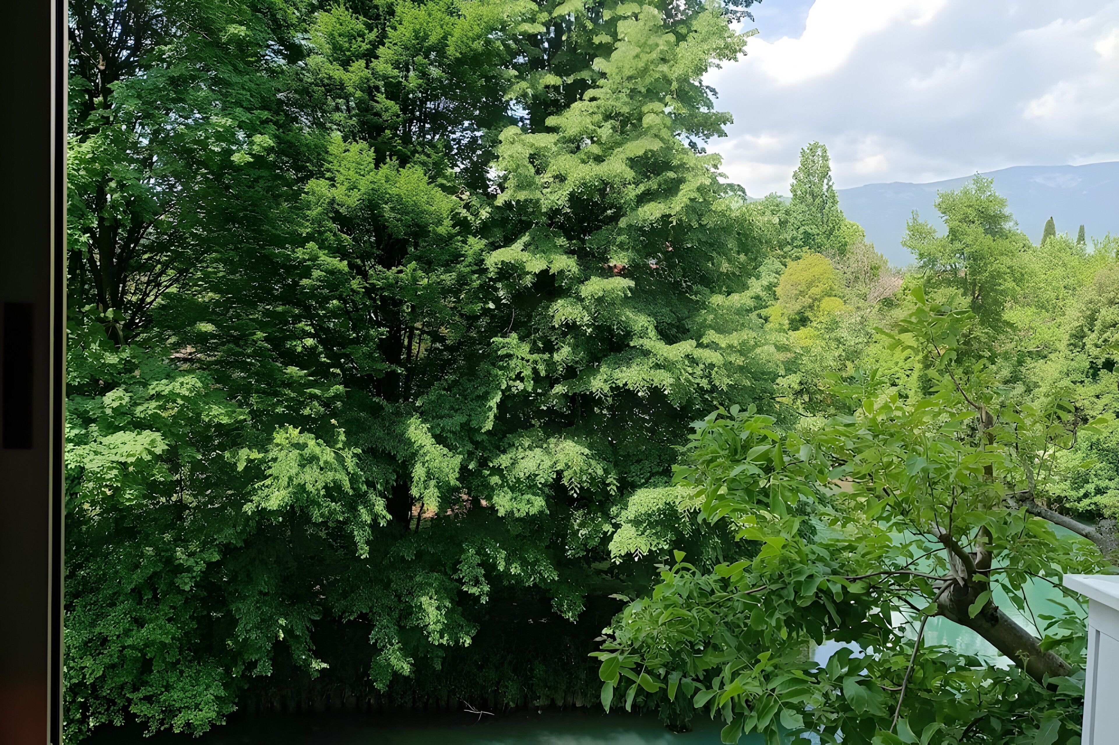 A lush green tree with dense foliage, a clear sky, and distant mountains.