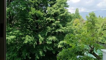 A lush green tree with dense foliage, a clear sky, and distant mountains.