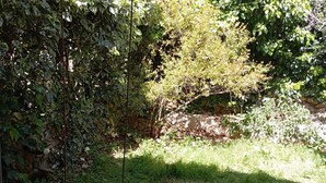 A garden with a swing set, a stone wall, and dense foliage. - 1-bedroom, AC, Wifi, 10 minutes from Rashbi, 3 minutes from Safed Old City (Safed)