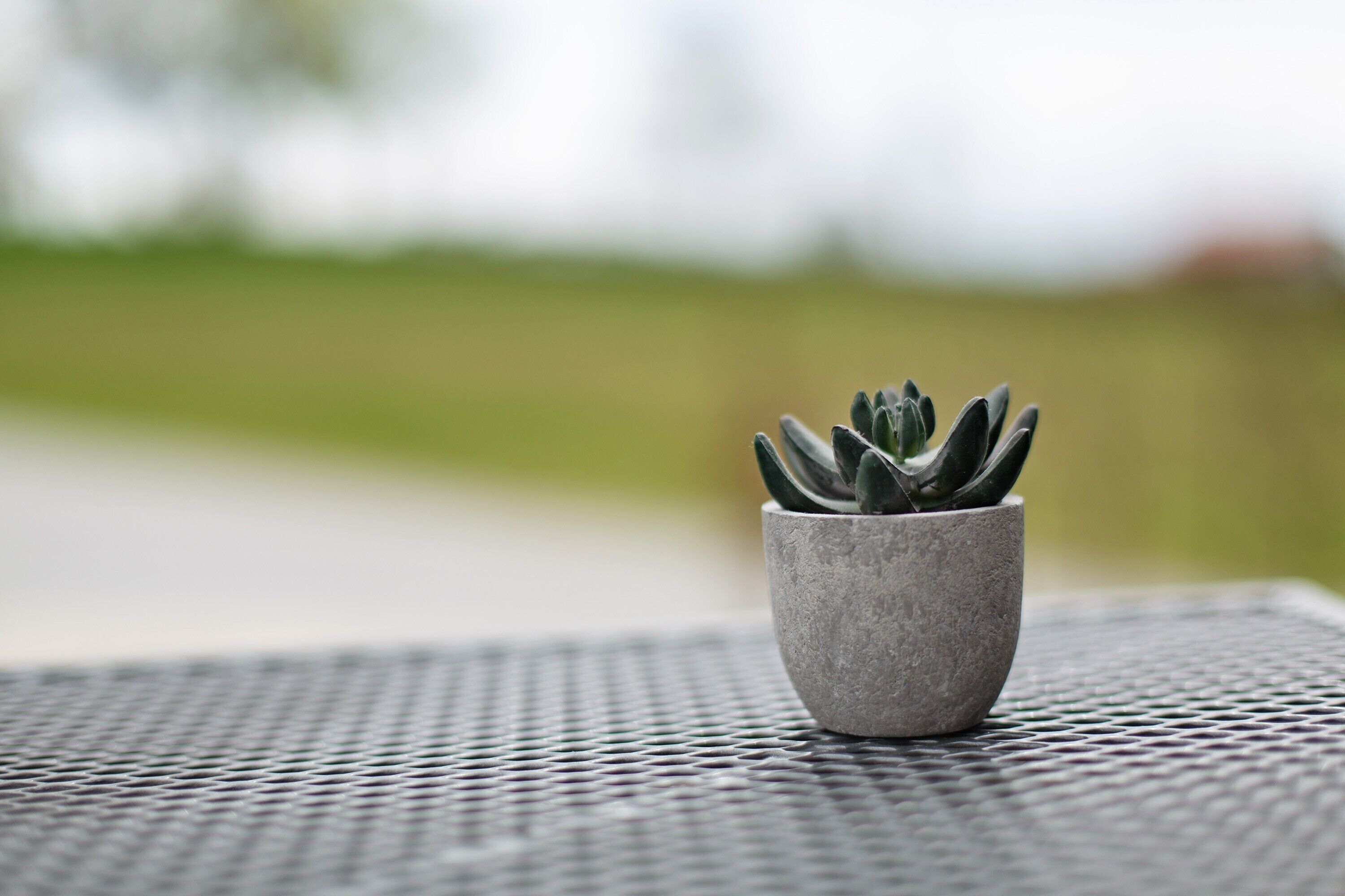 Una pequeña suculenta en maceta sobre una mesa exterior con textura.