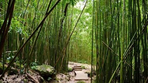 Une forêt de bambous avec un sentier en bois.
