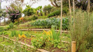 A garden with various plants and a wooden fence. - Hotel Campestre Rancho La Lechería (Cali)