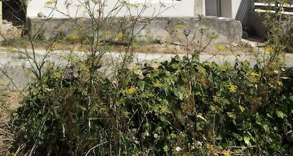 Charmante maison de pĂȘcheur, pleine vue mer , 50 mĂštres Ă pied de la plage