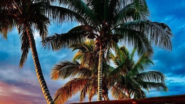 A beach scene with palm trees, beach chairs, and tables under a wooden structure. - Villa Maroloko (Ifaty)