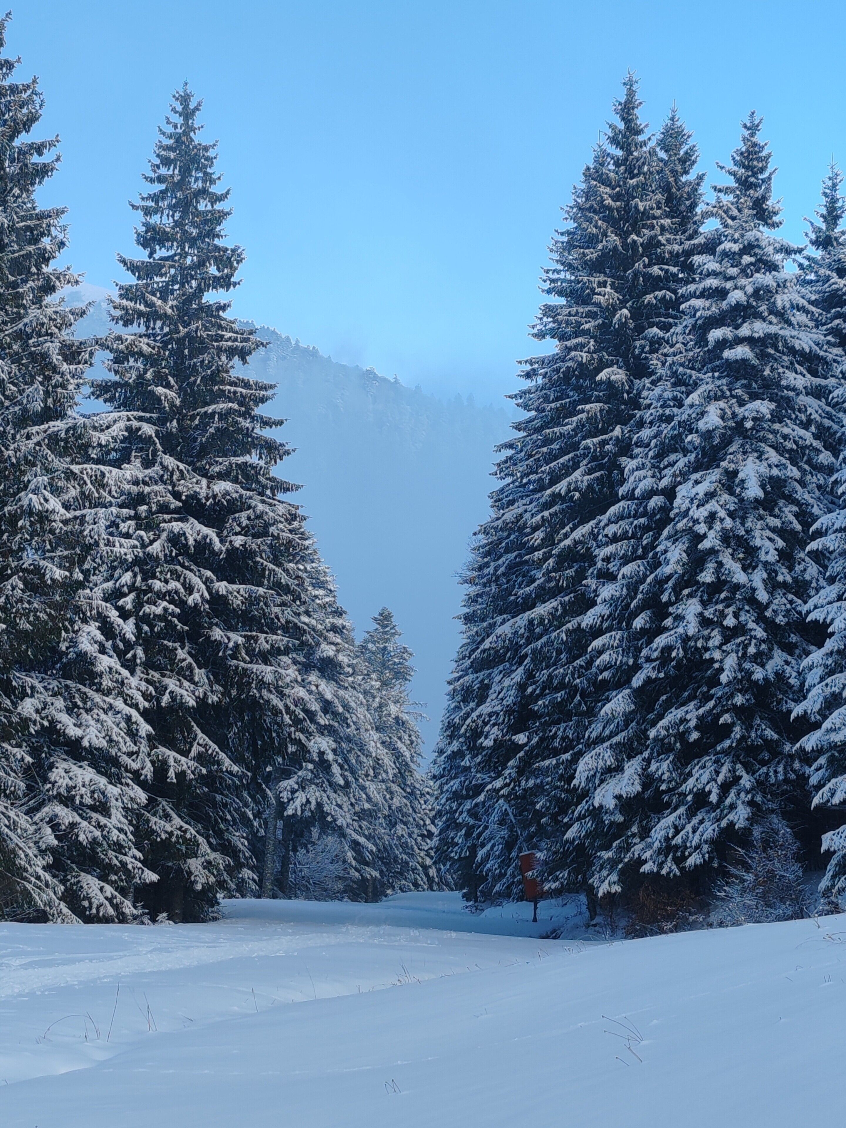 Un bosque cubierto de nieve con altos árboles de hoja perenne y un cielo despejado.