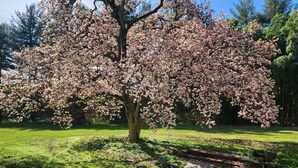 A cherry blossom tree in full bloom with a wooden bench in the foreground. - Historic 4BR/3.5BA Home near Villanova — Private Garden & Peaceful Stay
 (Villanova)