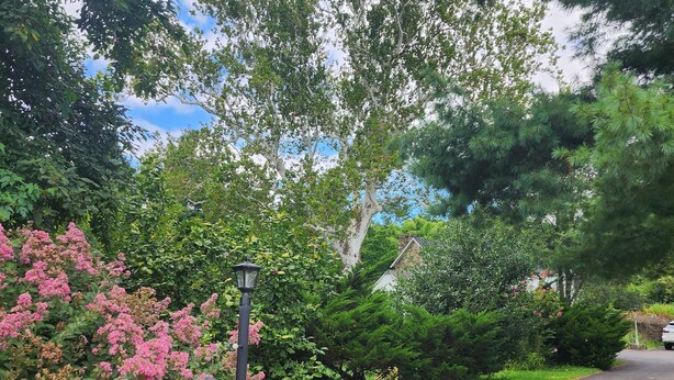 A residential driveway with a mailbox, brick pathway, and lush greenery. - Historic 4BR/3.5BA Home near Villanova — Private Garden & Peaceful Stay
 (Villanova)
