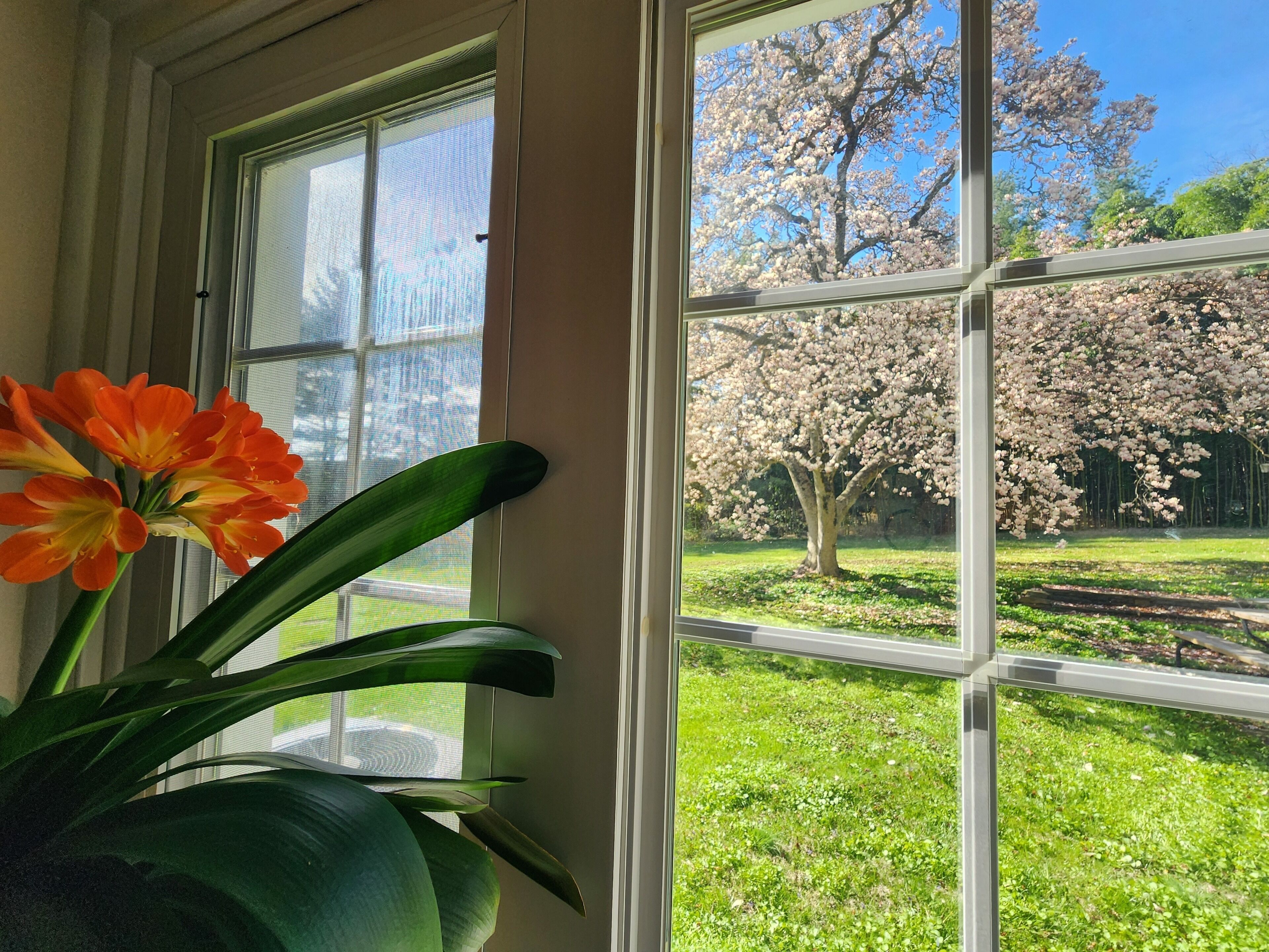Una ventana con vista a un árbol de flores rosadas y un césped verde.