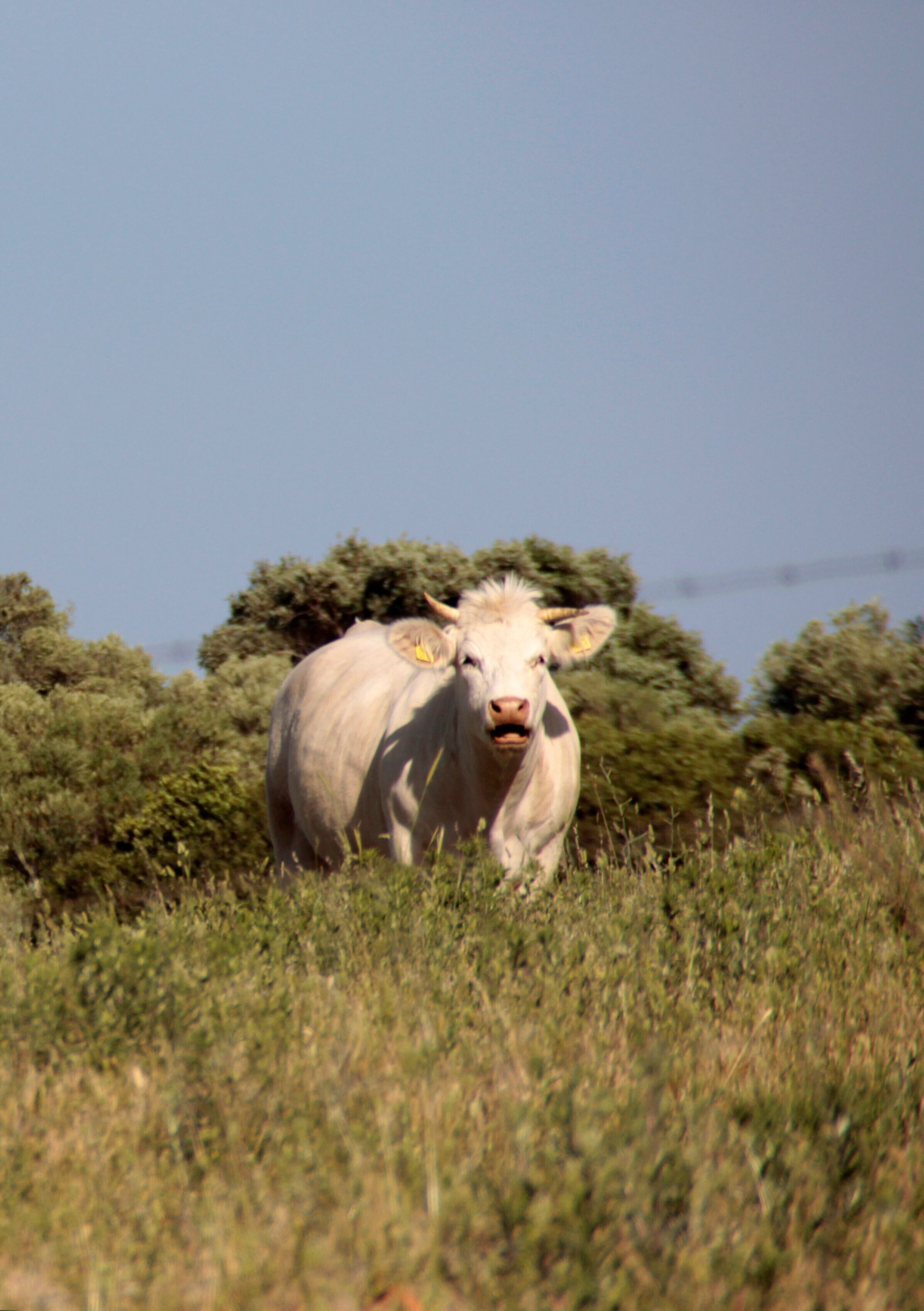 A cow in a grassy field with trees in the background.