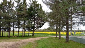 A rural landscape with a dirt path, green grass, and yellow flowering fields.