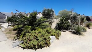 Quartiere residenziale con case, un sentiero sabbioso e diverse piante desertiche.