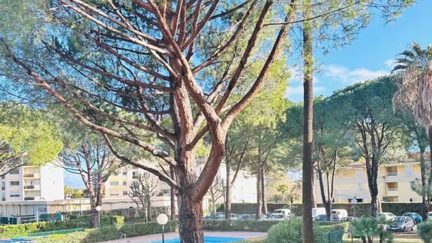 Un pati arbrat amb una piscina, envoltat de setinets ben cuidats i una varietat de plantes.