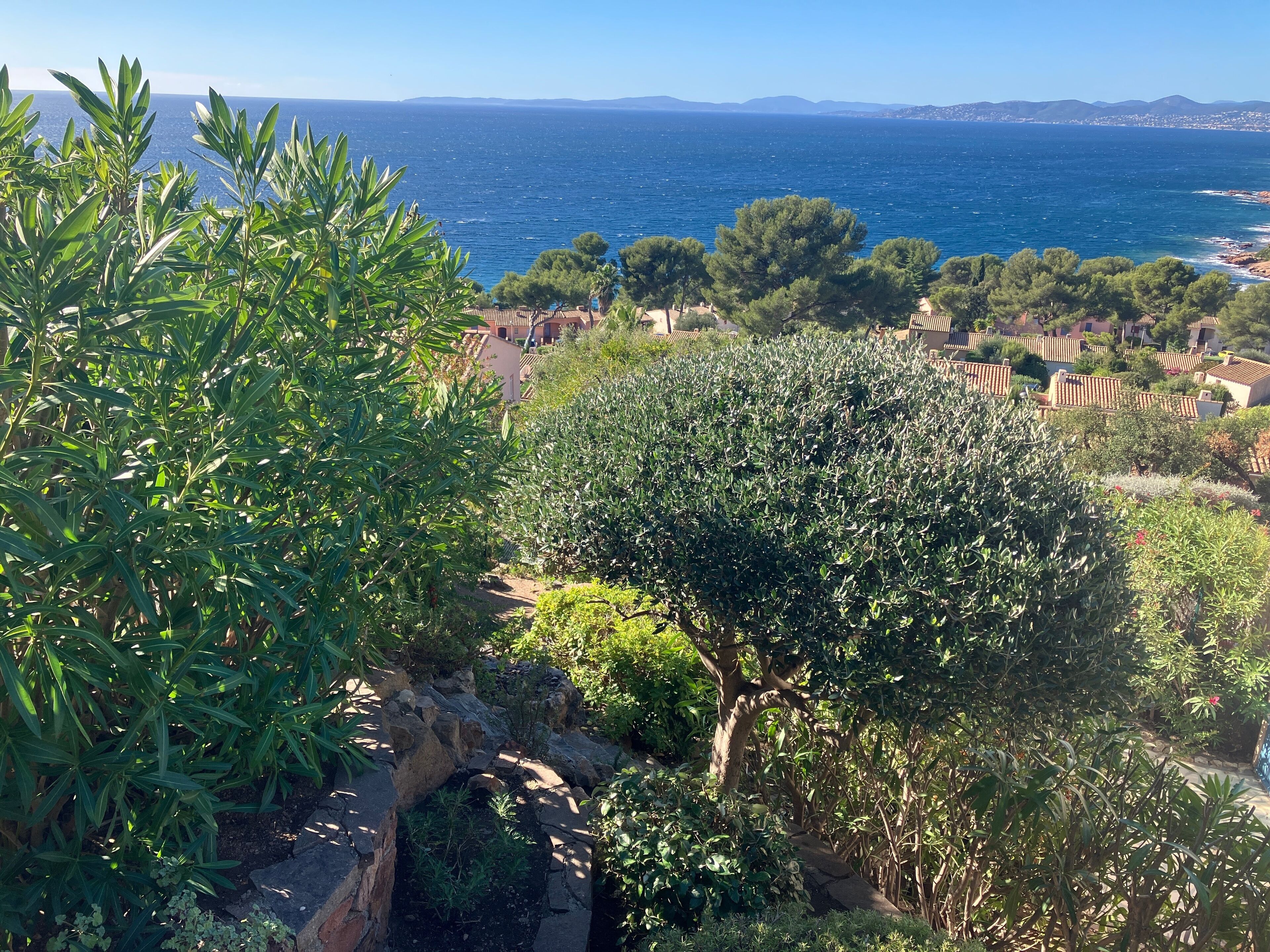 A coastal landscape with olive trees and a view of the sea.