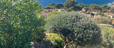 A coastal landscape with olive trees and a view of the sea.