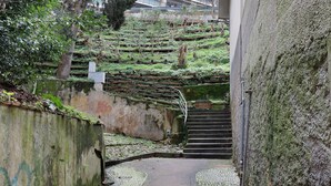 En smal sti, der fører til en trappe, omgivet af grøn vegetation og en mur dækket af mos.