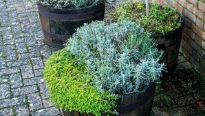 Une cour avec un chemin pavé de pierres, des plantes en pot et un bâtiment en briques doté de fenêtres.