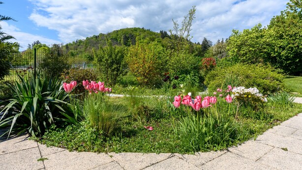 Ein Garten mit rosa Tulpen, einem Teich und einer hügeligen Landschaft im Hintergrund.