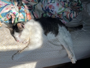 Pet-friendly - Walk to Western Springs and Eden Park! Vibrant studio, with lovely courtyard. (Auckland)