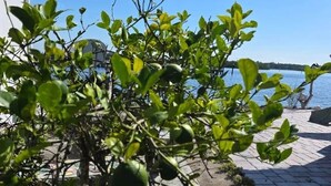 A garden with a pathway leading to a dock by a body of water. - Waterfront Dream Home in Bradenton Full of Amenities (Bradenton)
