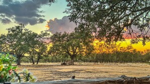 Paisaje rural con árboles, una valla y un atardecer.