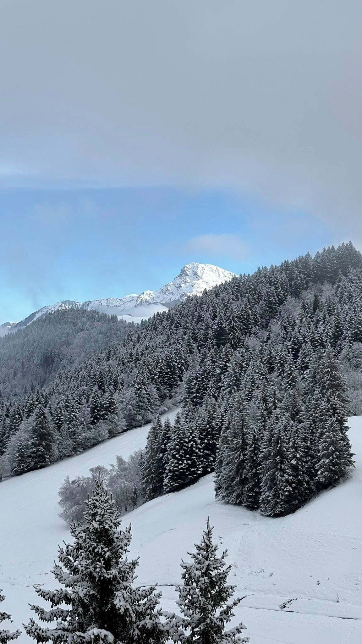A snowy landscape with dense coniferous trees and a mountain in the background.