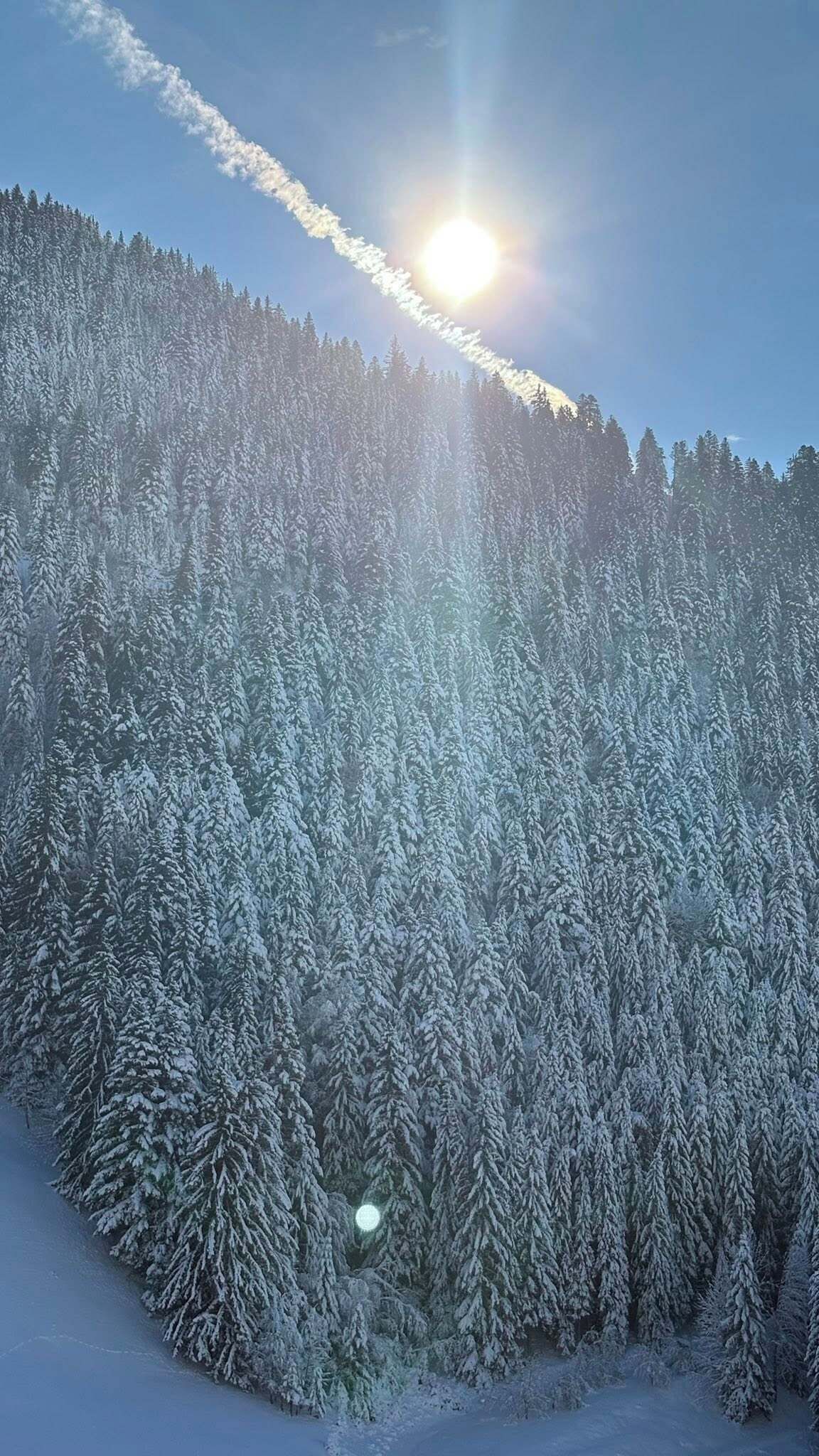 En tæt skov med sneklædte træer under en klar himmel, hvor solen skinner igennem.