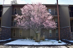 Un immeuble à plusieurs étages, avec un grand arbre en fleurs devant, un mur de pierre et un panneau portant le chiffre « 2 » fixé sur un poteau.