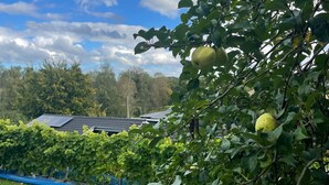 A vineyard with green leaves and yellow fruits, a blue tarp, and a house with a solar panel roof in the background. - Holiday oasis with terrace and sloping garden (Tikøb)