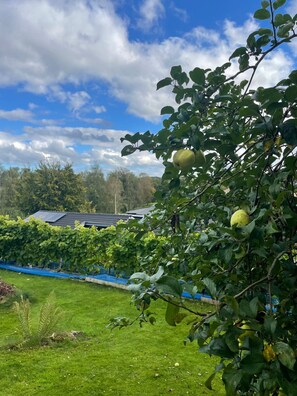 A vineyard with green leaves and yellow fruits, a blue tarp, and a house with a solar panel roof in the background. - Holiday oasis with terrace and sloping garden (Tikøb)