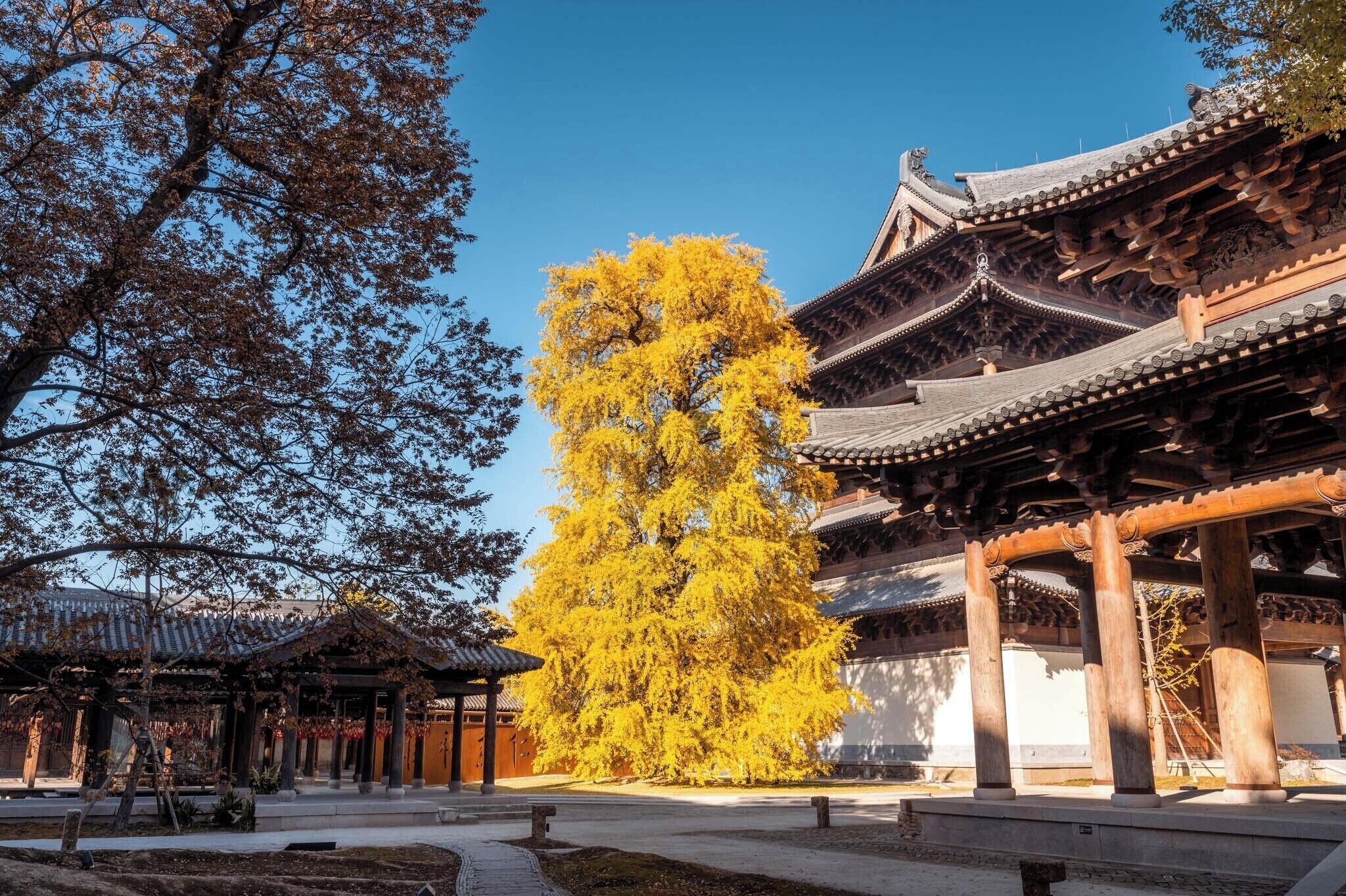 Un edificio tradicional con un corredor cubierto y un gran árbol con hojas amarillas.