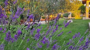 A garden with lavender plants, a bench, and a statue.
