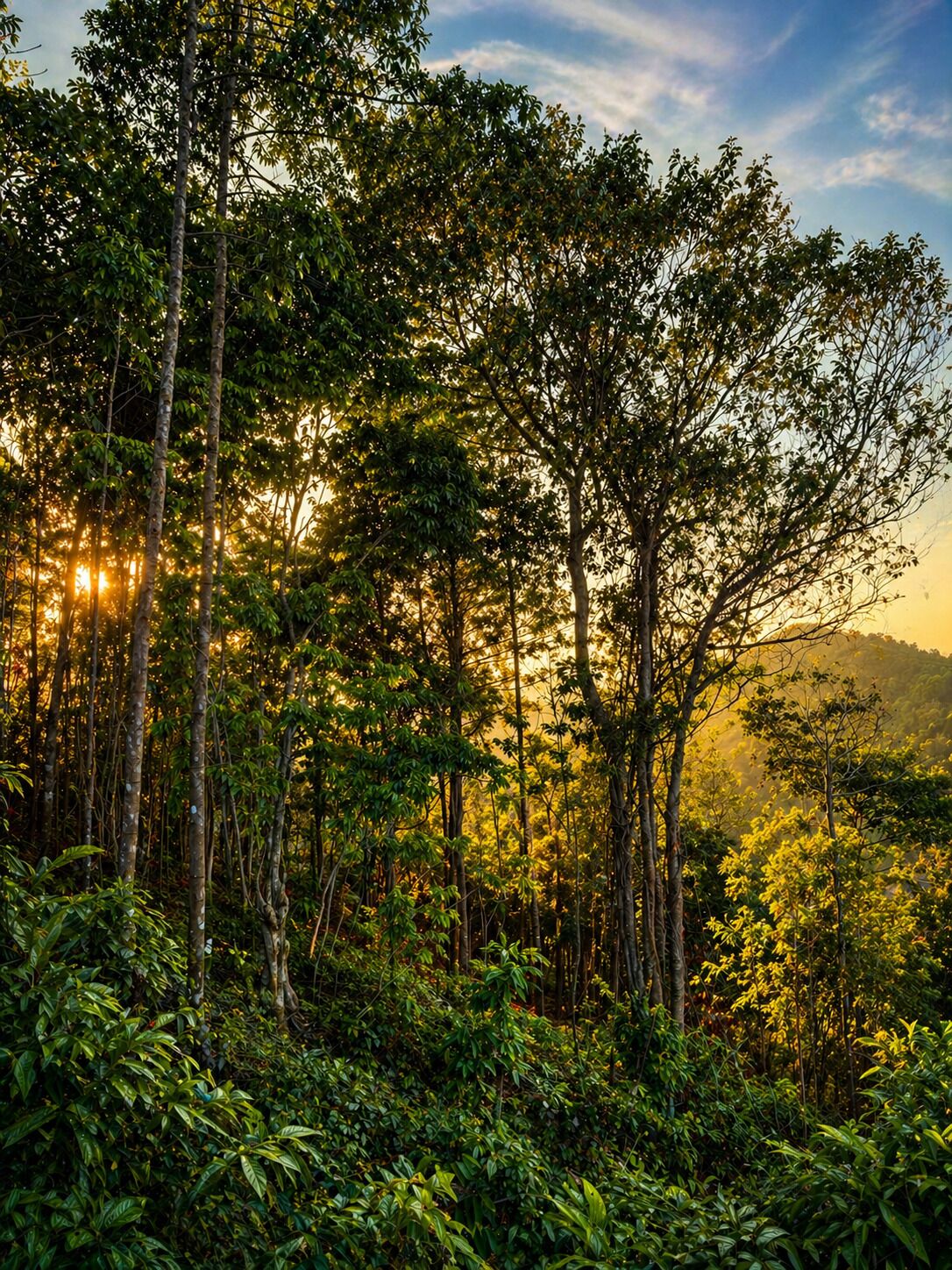 Un bosque denso con árboles altos y luz solar filtrándose entre el dosel.
