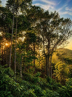 Une forêt dense, avec de grands arbres et la lumière du soleil qui filtre à travers la canopée.